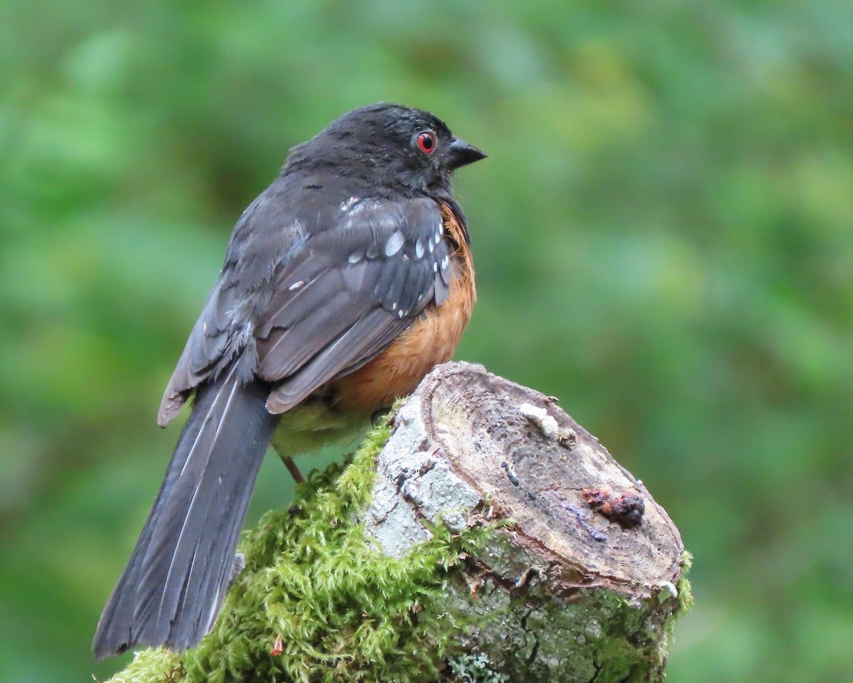 Spotted Towhee - ML469334111