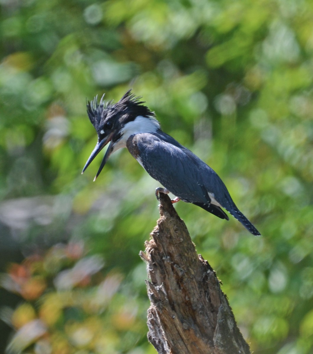 Belted Kingfisher - ML469334211