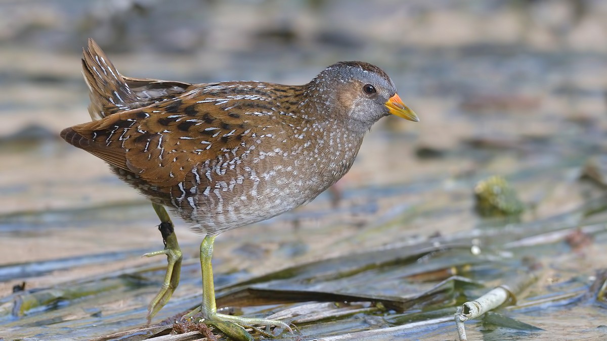 Spotted Crake - ML469334231