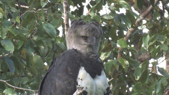Harpy Eagle - ML469335
