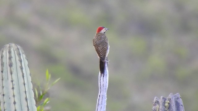 Black-necked Woodpecker - ML469339201