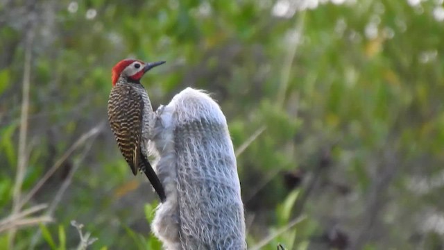 Black-necked Woodpecker - ML469339211