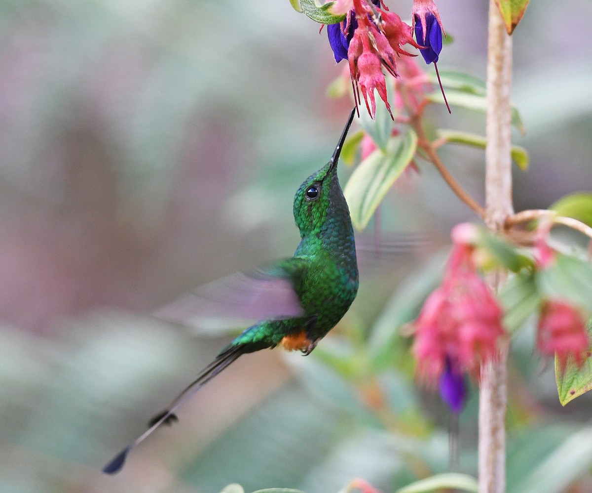Rufous-booted Racket-tail - ML469340411