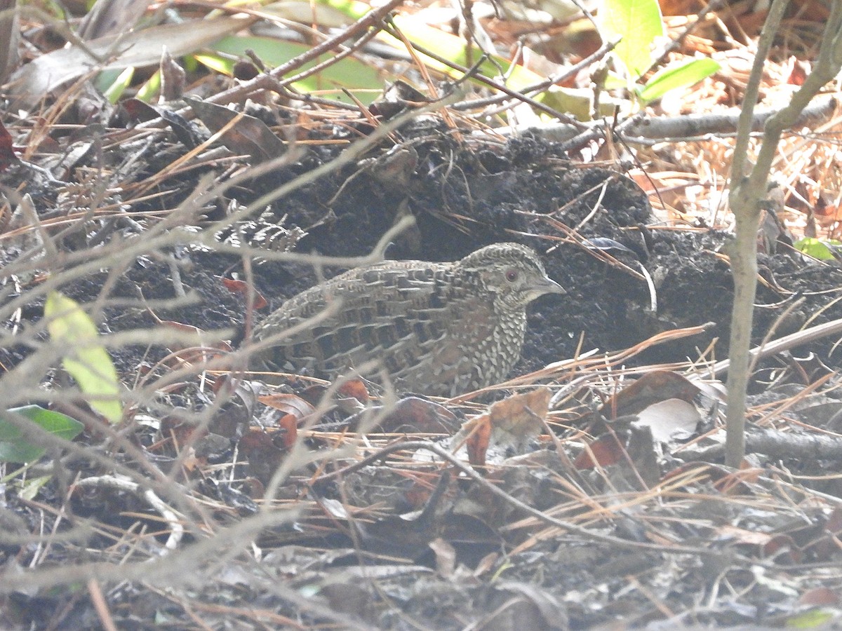 Painted Buttonquail - ML469341641