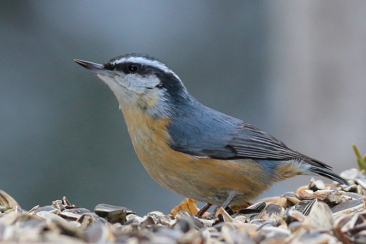 Red-breasted Nuthatch - ML46935071