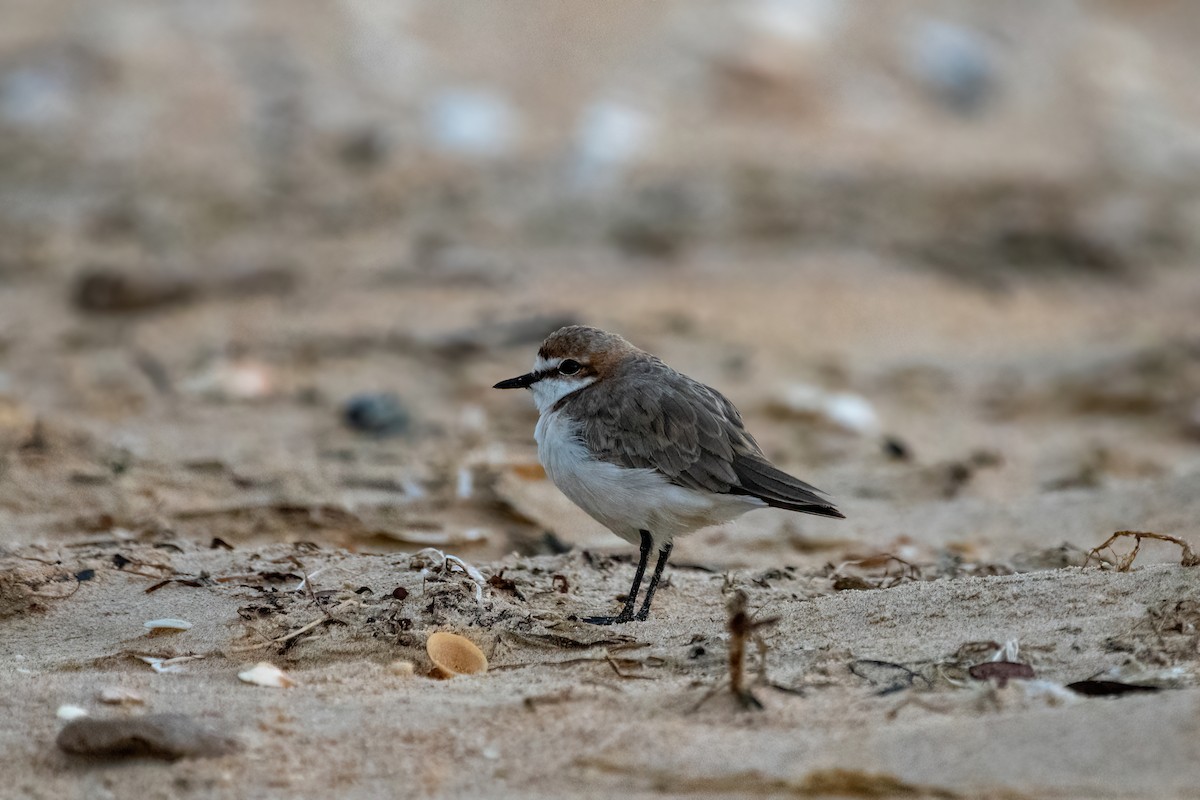 Red-capped Plover - ML469358381