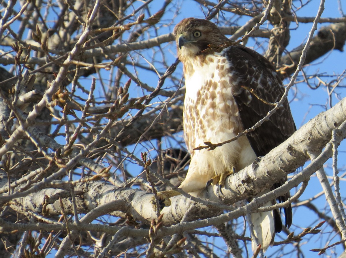 Red-tailed Hawk - ML46935961