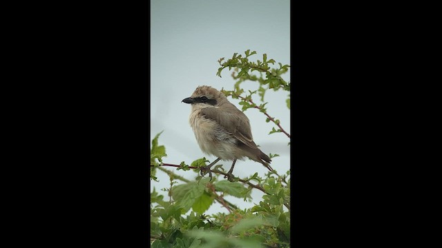 Red-tailed Shrike - ML469362941
