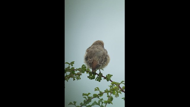 Red-tailed Shrike - ML469362961