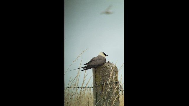 Long-tailed Jaeger - ML469363051