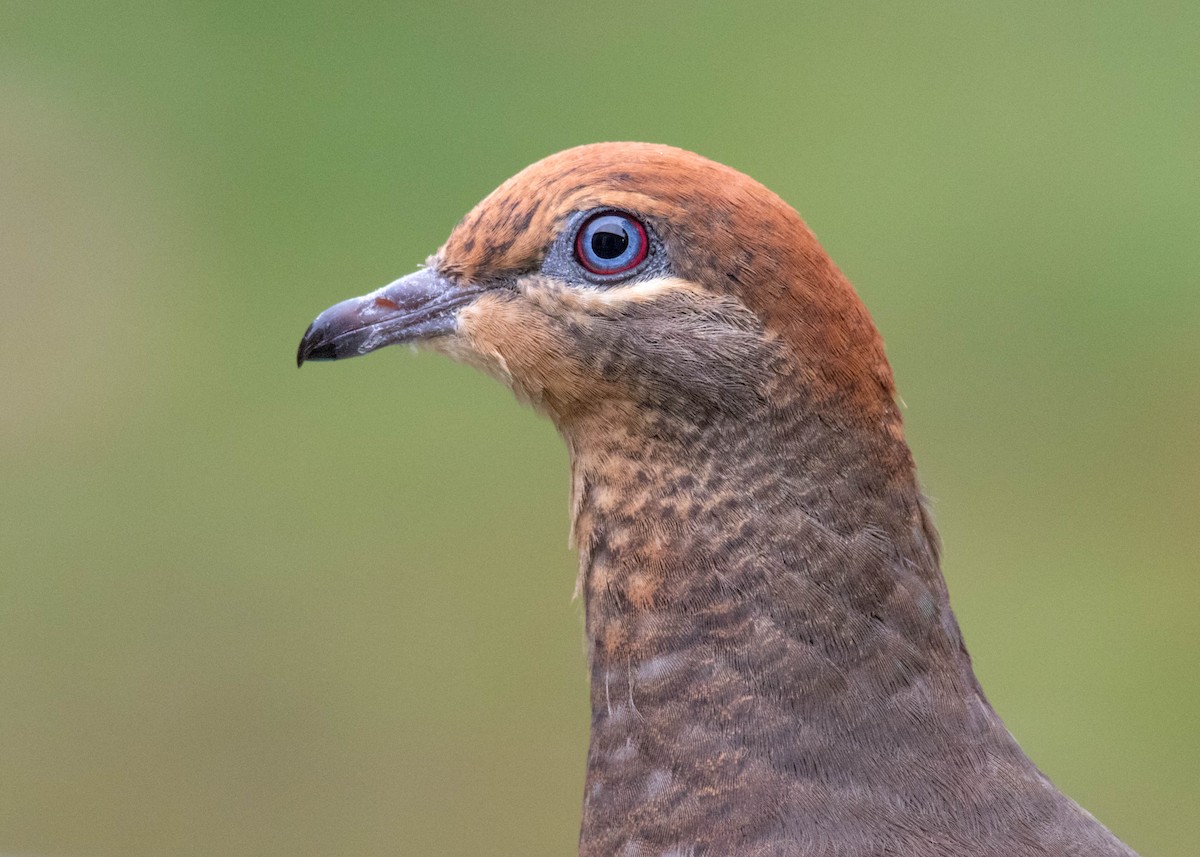 Brown Cuckoo-Dove - ML469364701