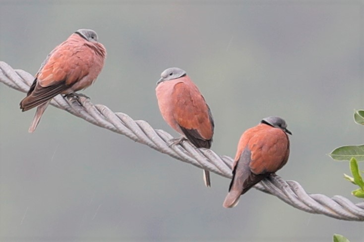 Red Collared-Dove - ML469367831