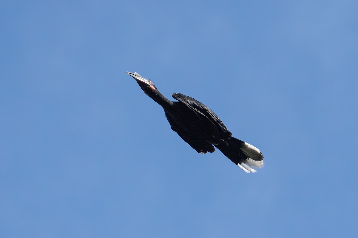 Чёрная птица-носорог - ML469368591
