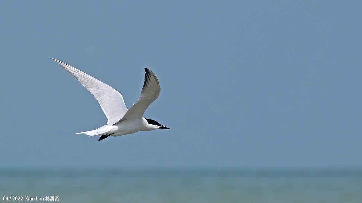Gull-billed Tern - Lim Ying Hien
