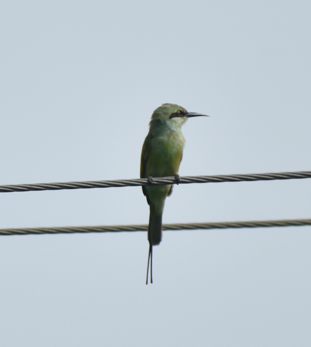 Asian Green Bee-eater - ML469374501
