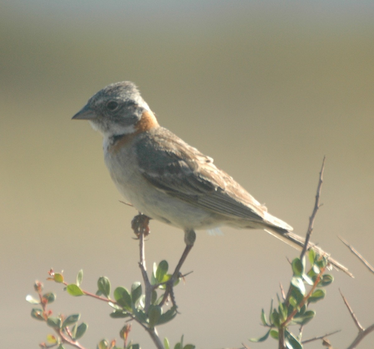 Rufous-collared Sparrow - ML469375201