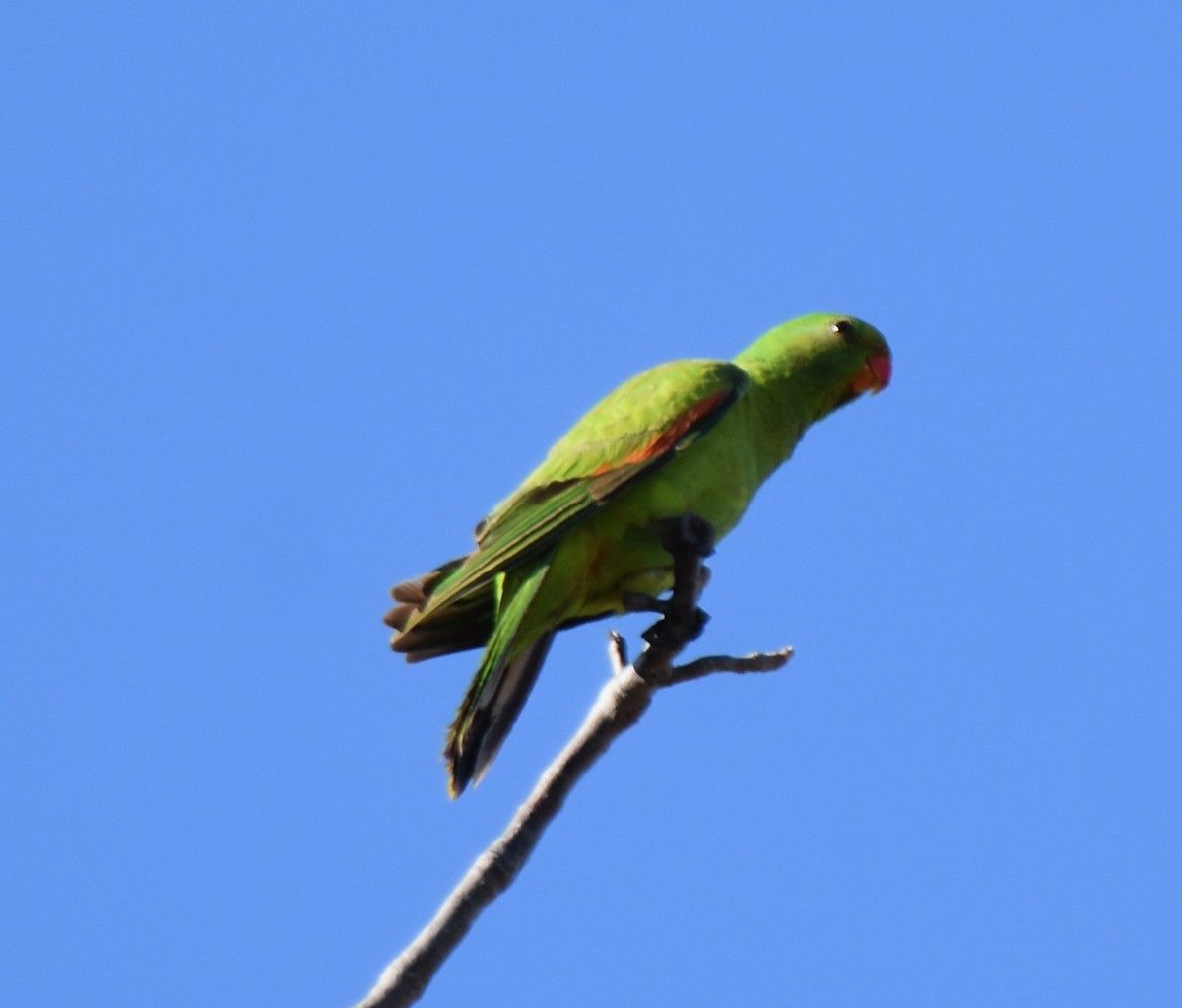Red-winged Parrot - ML469375261