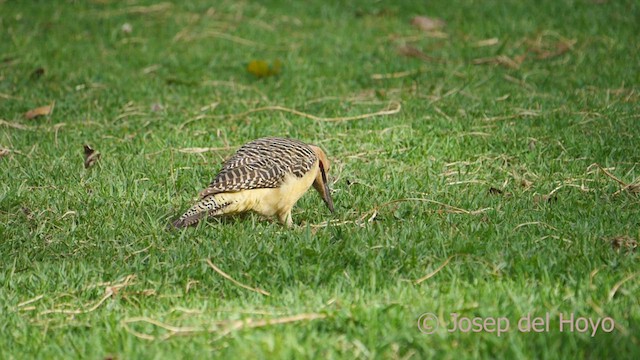Andean Flicker (Southern) - ML469377001
