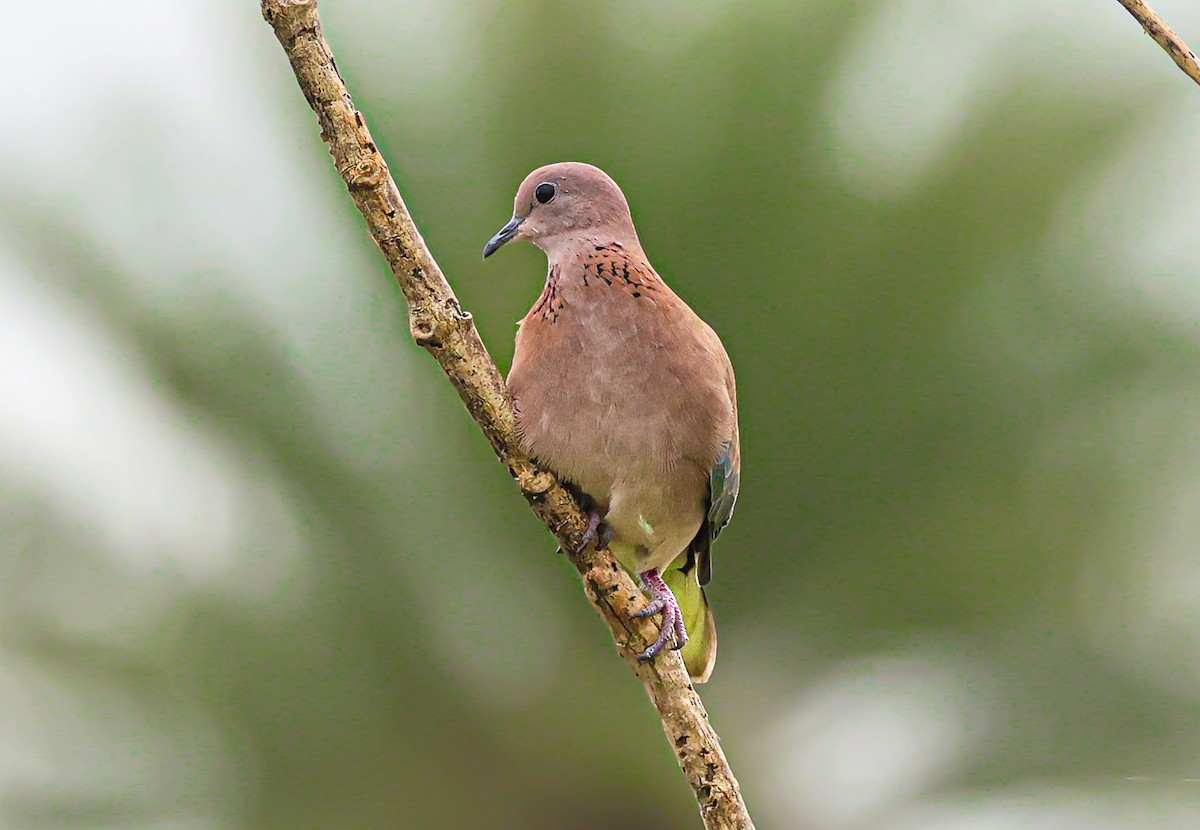 Laughing Dove - ML469377831