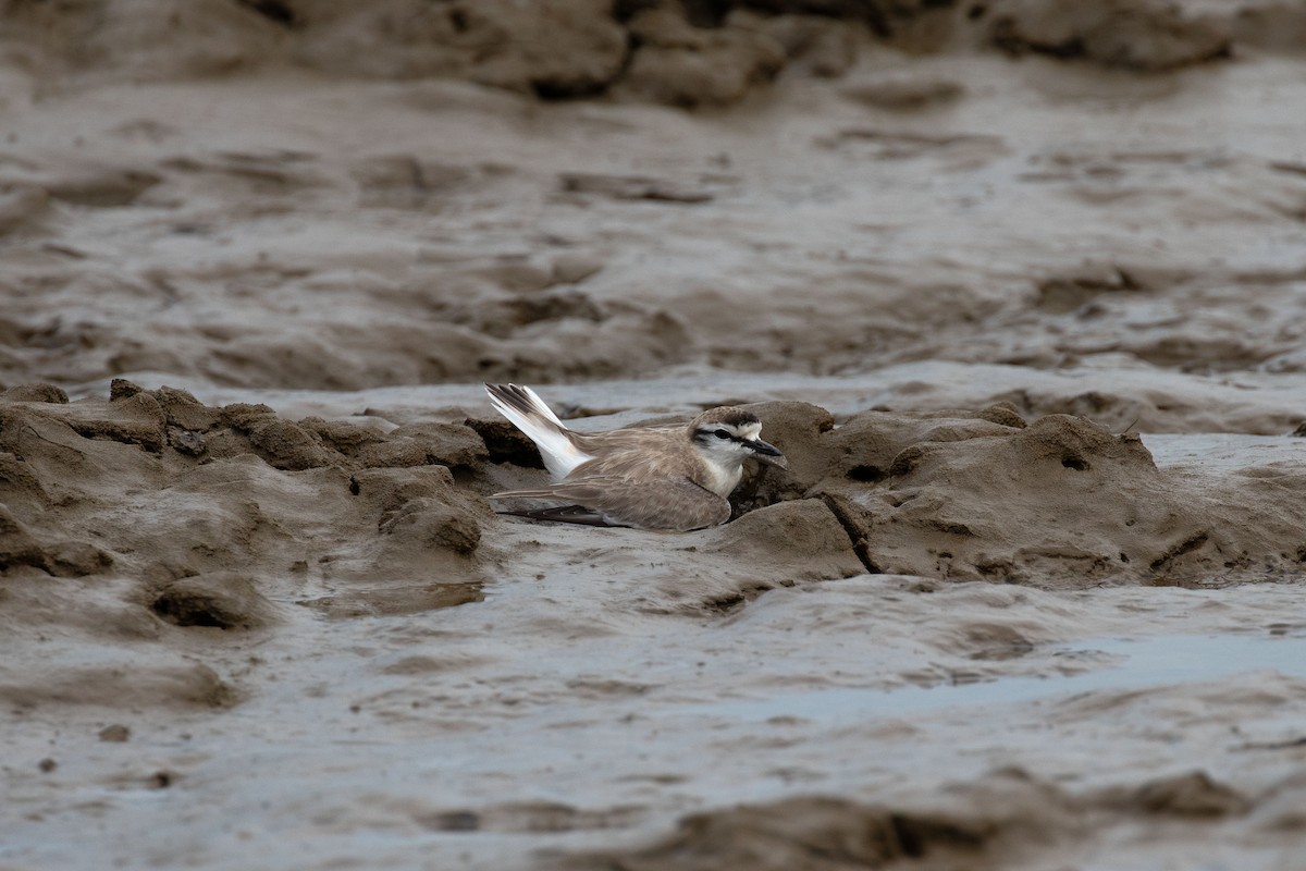 White-fronted Plover - ML469381311