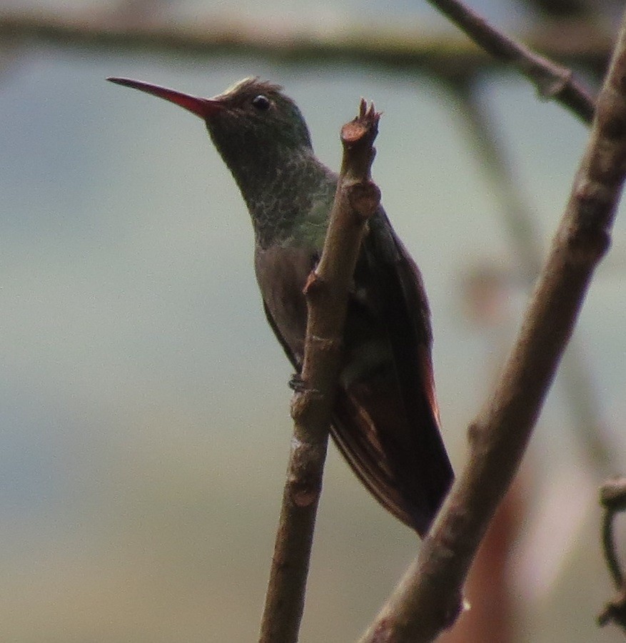 Rufous-tailed Hummingbird - Nic Zimmer