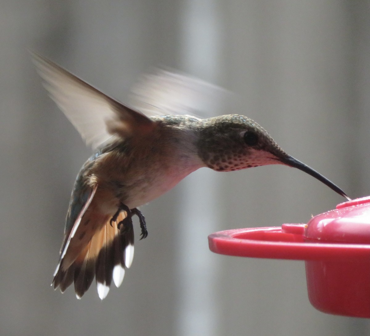 Rufous Hummingbird - ML469382811