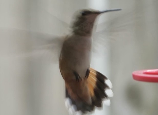 Rufous Hummingbird - ML469383081
