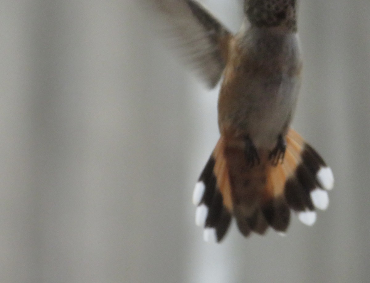 Rufous Hummingbird - ML469383091