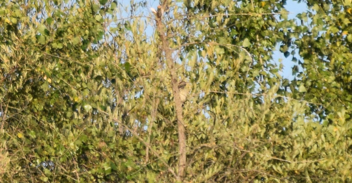 Iberian Green Woodpecker - ML469383201