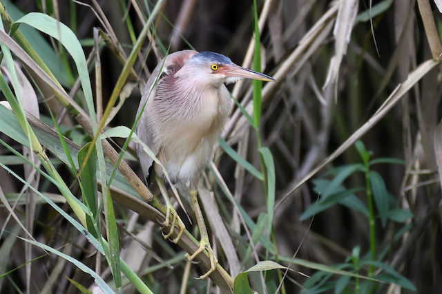 Adult showing breeding colors. - Yellow Bittern - 