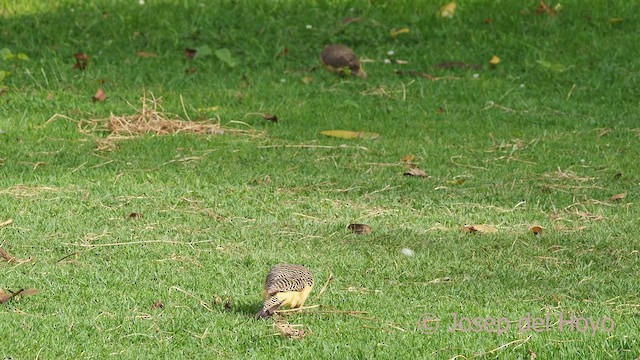 Andean Flicker (Southern) - ML469384381