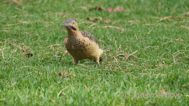 Andean Flicker (Southern) - ML469384951