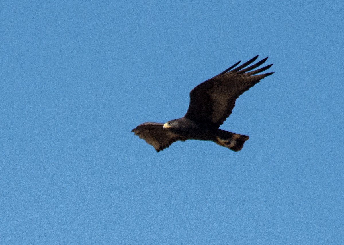 Zone-tailed Hawk - ML46938551
