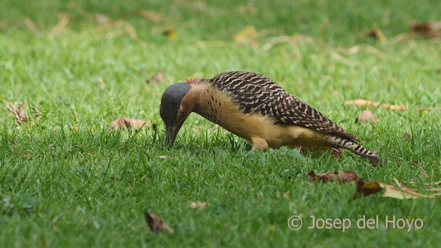 Andean Flicker (Southern) - ML469385531