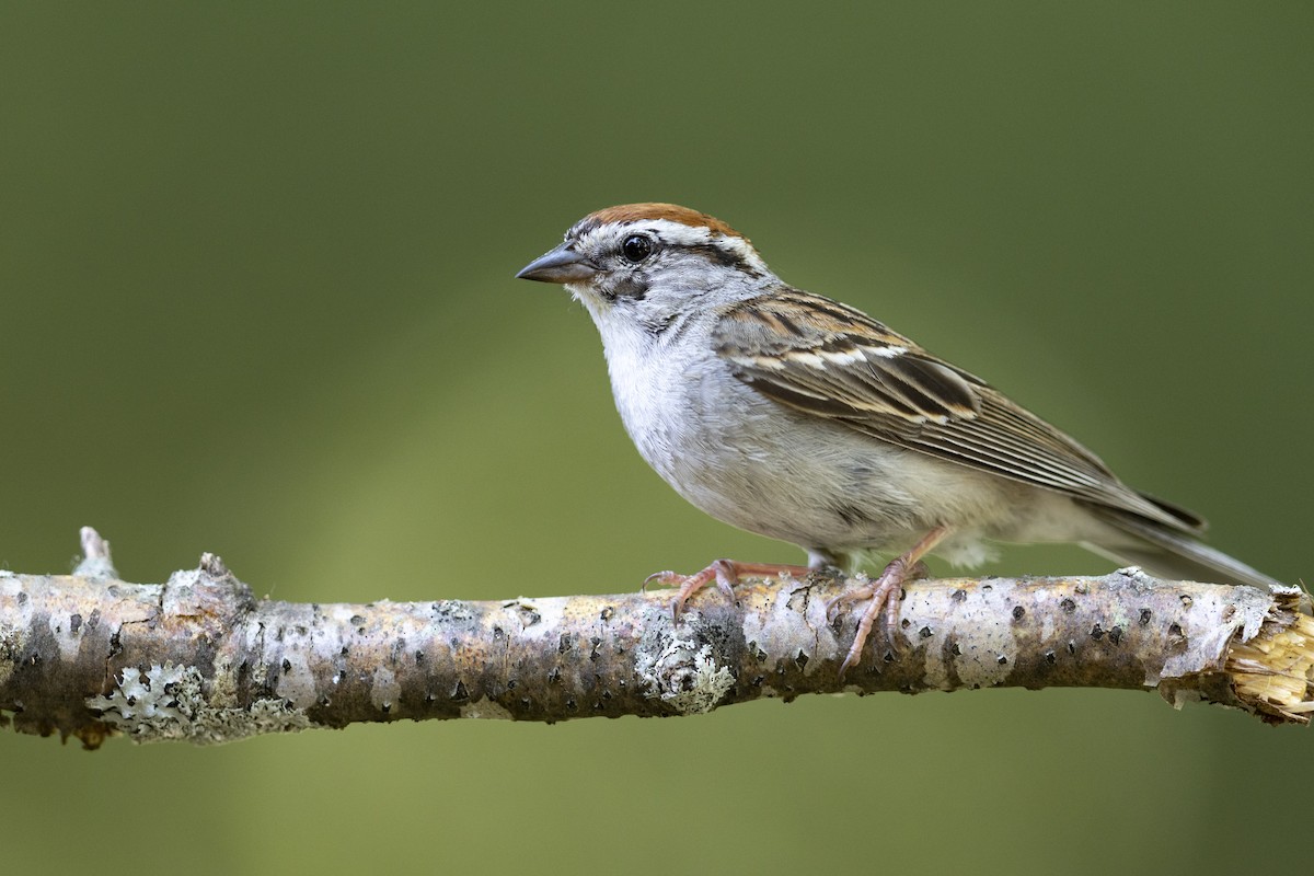 Chipping Sparrow - ML469389821