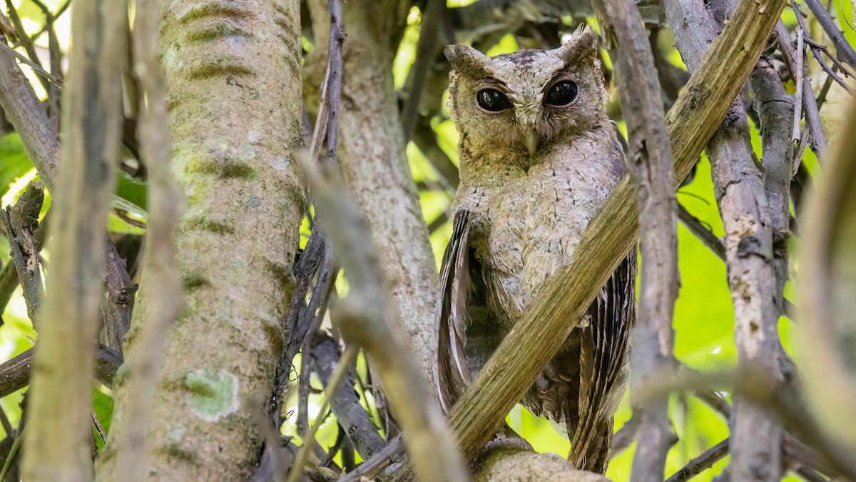 Collared Scops-Owl - Robert Tizard