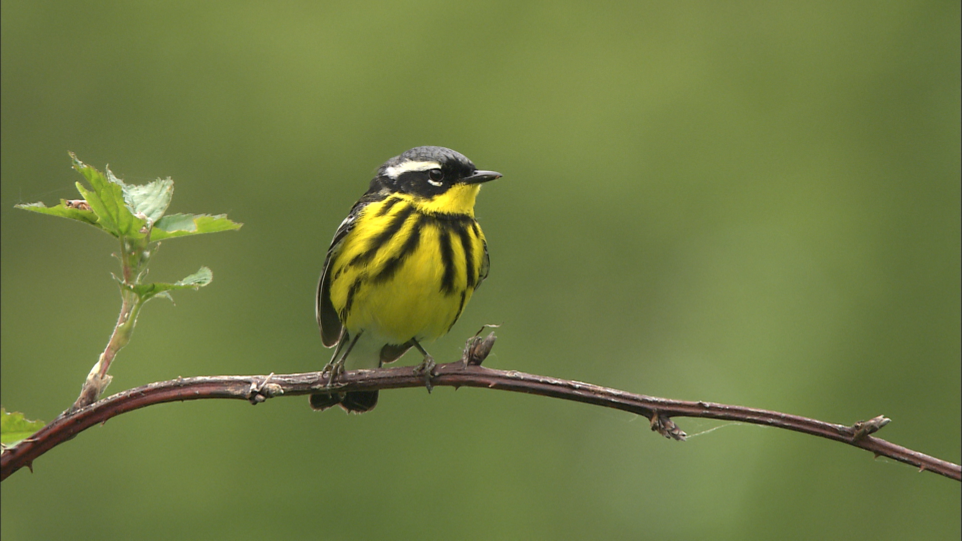 ML469395 - Magnolia Warbler - Macaulay Library