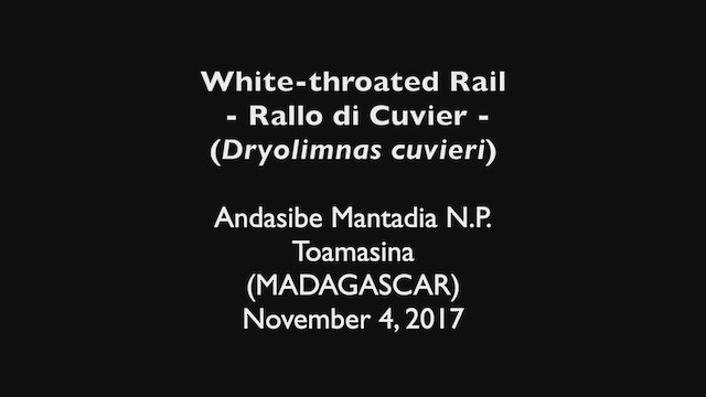 White-throated Rail - ML469395401