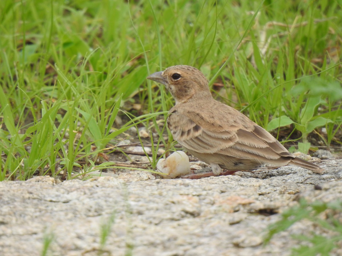 Ashy-crowned Sparrow-Lark - ML469397991