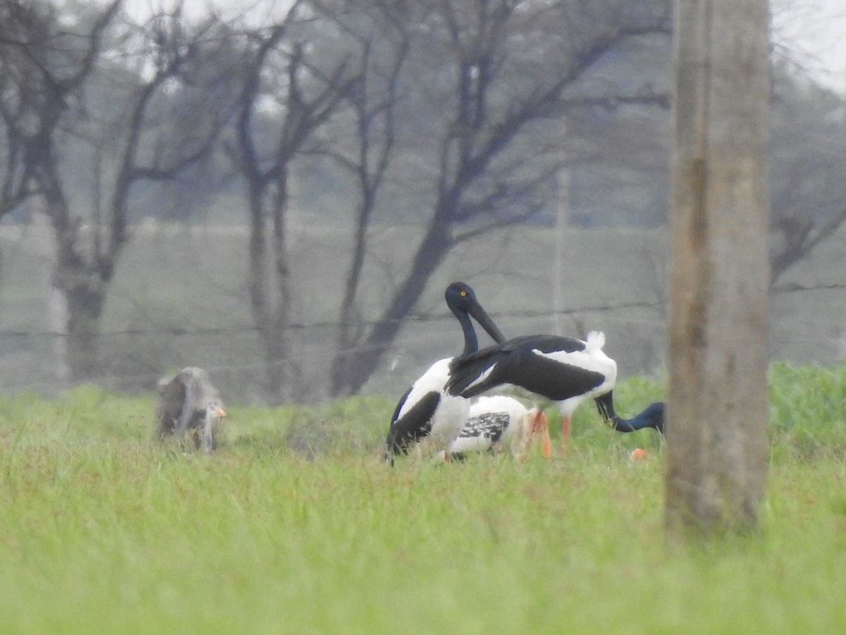 Black-necked Stork - ML469398861