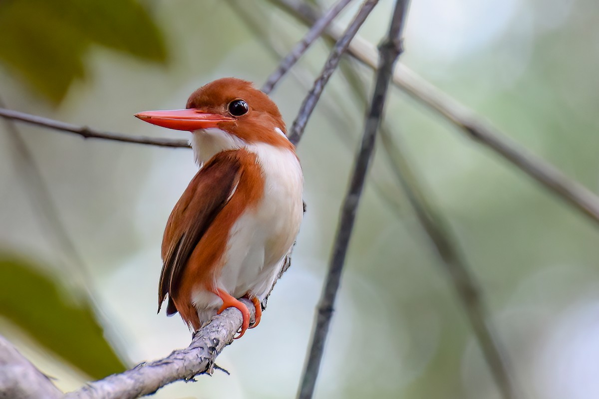 Madagascar Pygmy Kingfisher - ML469400621