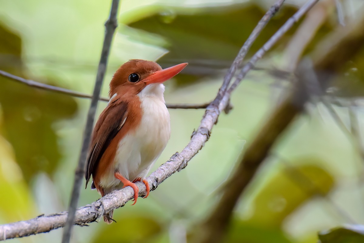 Madagascar Pygmy Kingfisher - ML469400741