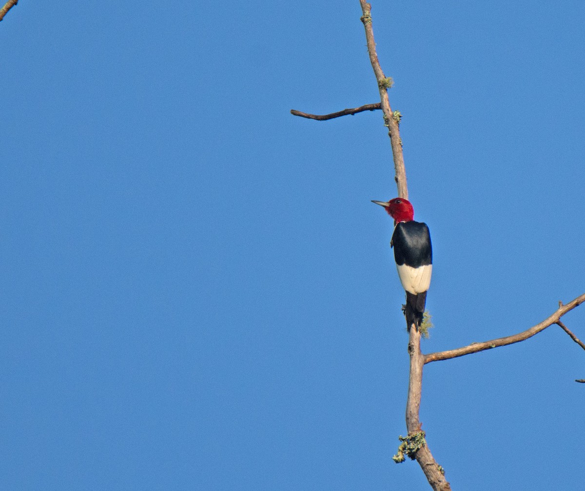 Red-headed Woodpecker - ML469402081