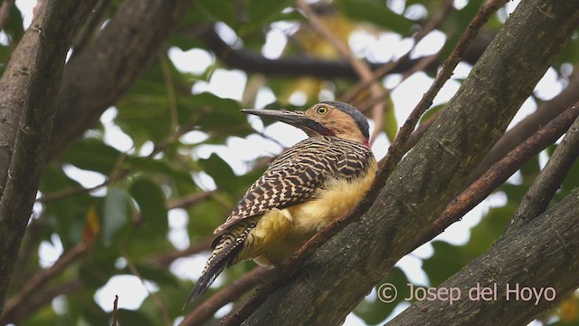 Andean Flicker (Southern) - ML469403451