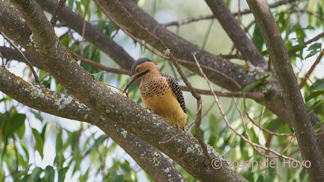Andean Flicker (Southern) - ML469404011