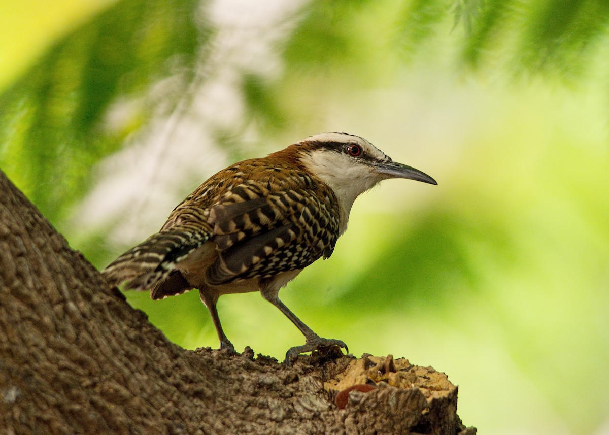 Rufous-naped Wren - Tracy Patterson