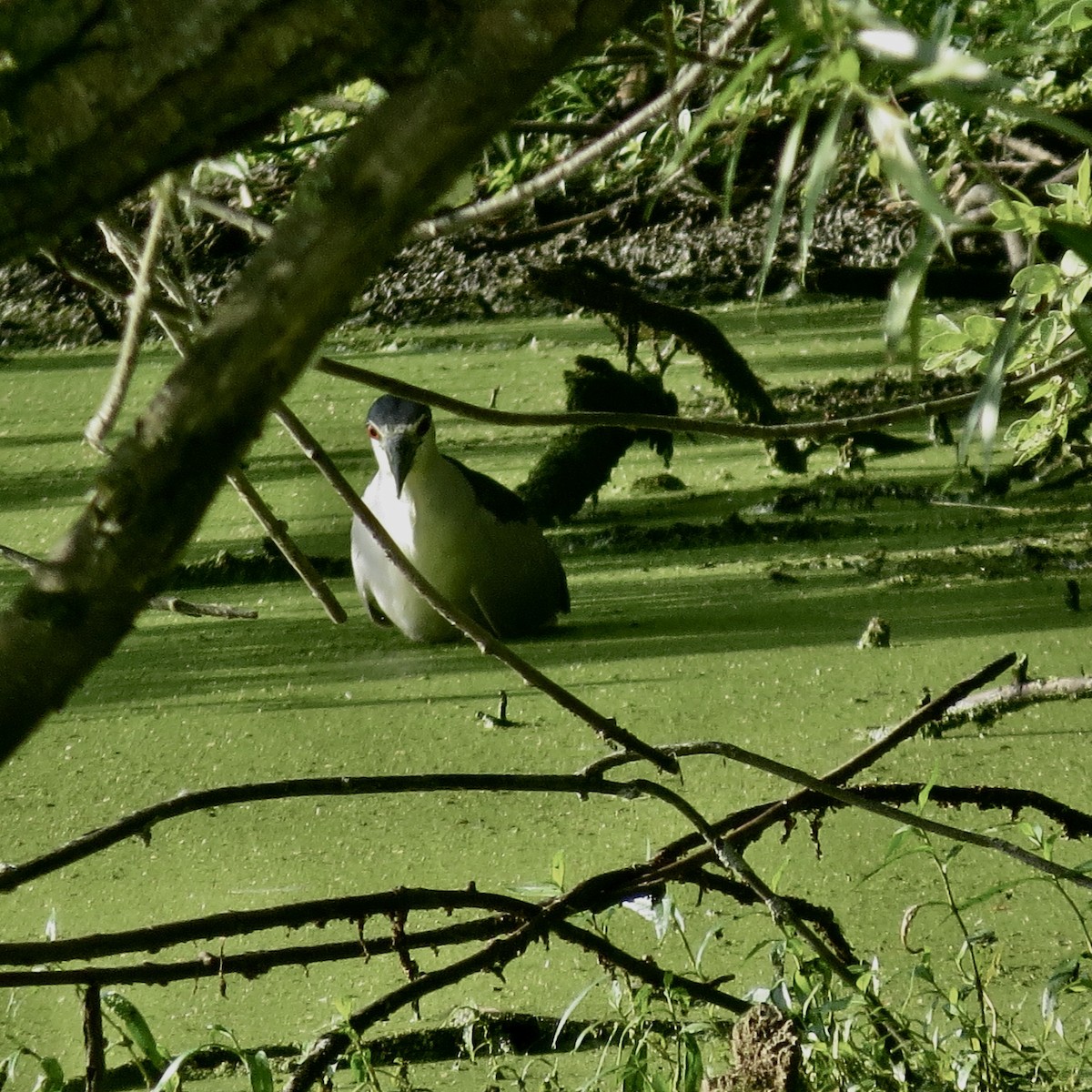 Black-crowned Night Heron - bernie kester