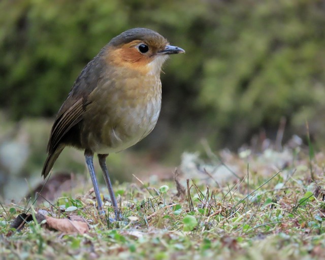 Possible confusion species: Rufous-faced Antpitta (<em class="SciName notranslate">Grallaria erythrotis</em>) - Rufous-faced Antpitta - 