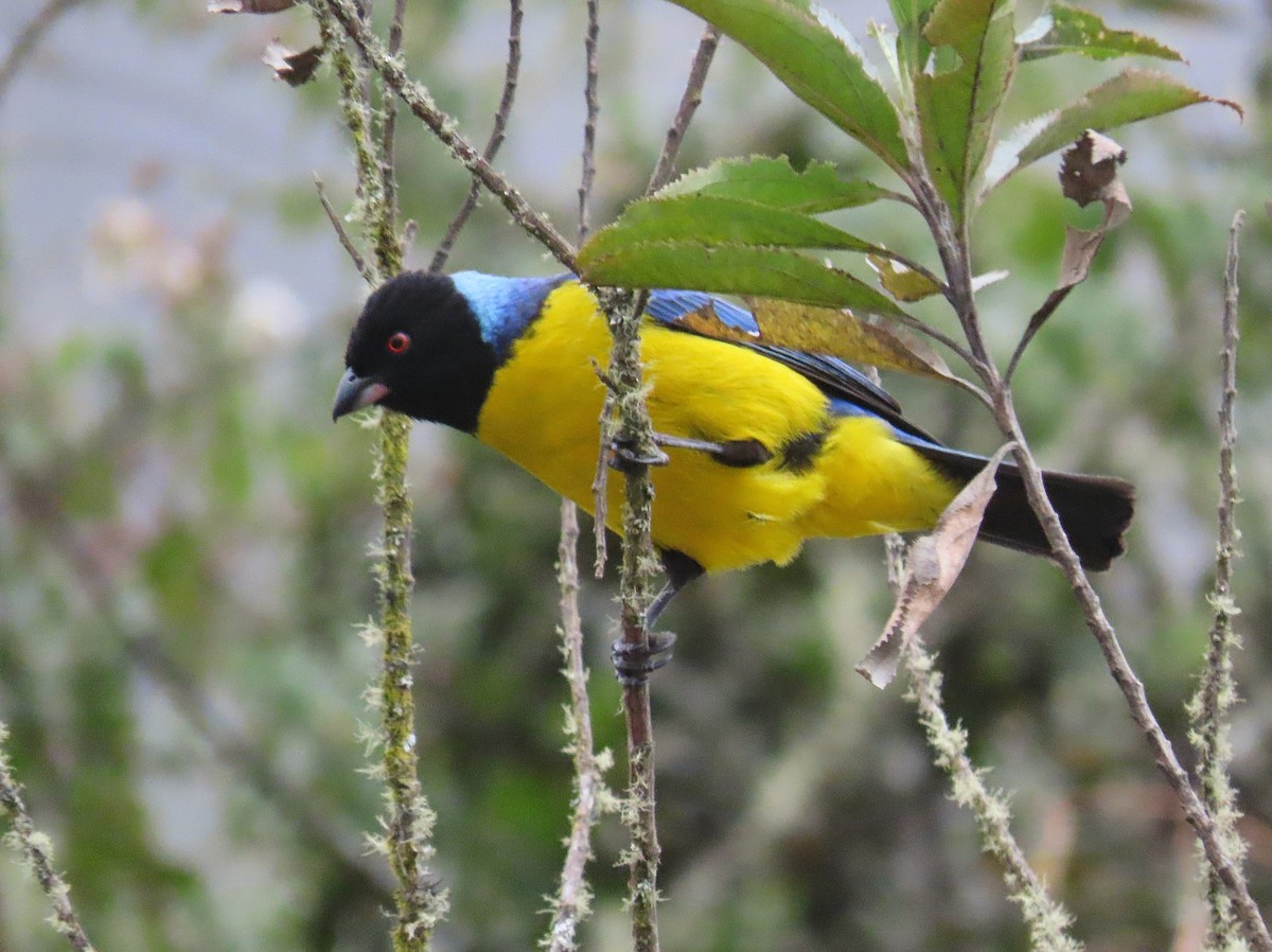 Hooded Mountain Tanager - ML469407431