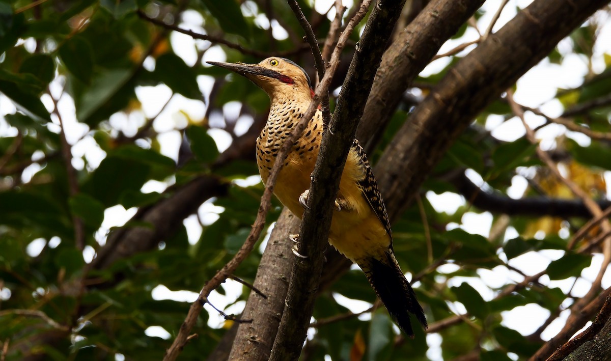 Andean Flicker (Southern) - ML469407751